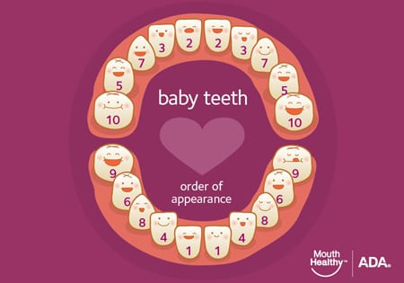 ada chart for when baby teeth erupt